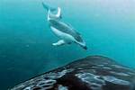 Are Killer Whales and Dolphins Friends?