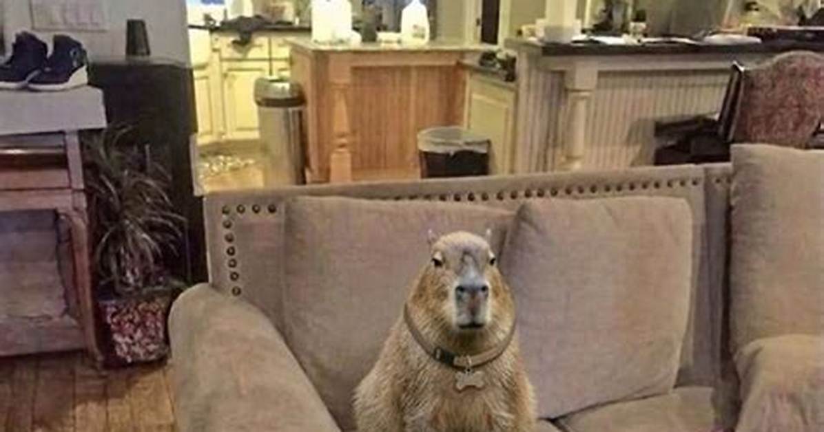 Capybara Memes: the Ultimate Guide to Internet's Favorite Rodent