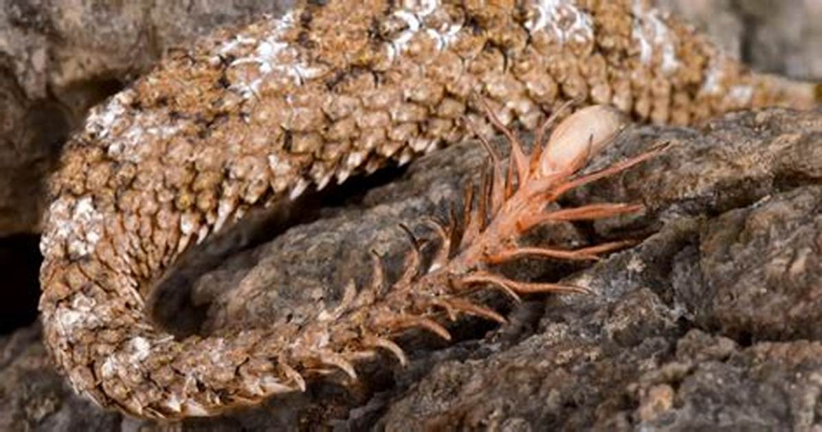 Discovering the Unique Spider-Tailed Viper: a Marvel of Nature