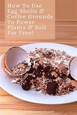 Do Egg Shells and Coffee Grounds Help Plants Grow?