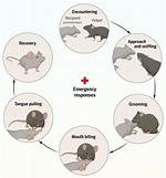 Exploring the Enigmatic Behavior of Mice: the Curious Case of Tidying up Sheds