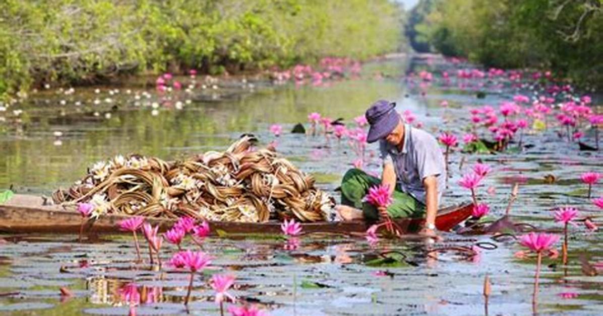 Exploring Tram Chim: a Hidden Gem of Vietnam's Wetlands