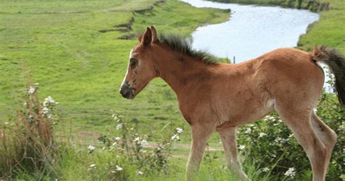 Filly Meaning: Understanding the Term and Its Significance