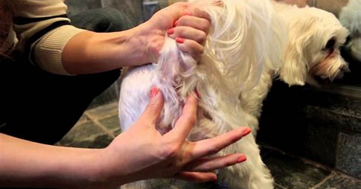 How Do You Squeeze a Dog's Anal Glands? a Comprehensive Guide for Pet Owners