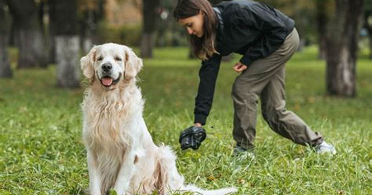 K9Lady: Empowering Dog Owners Through Expertise and Community