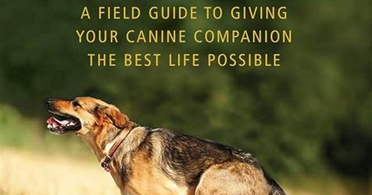 K9Lady: the Ultimate Guide to Canine Companionship and Care