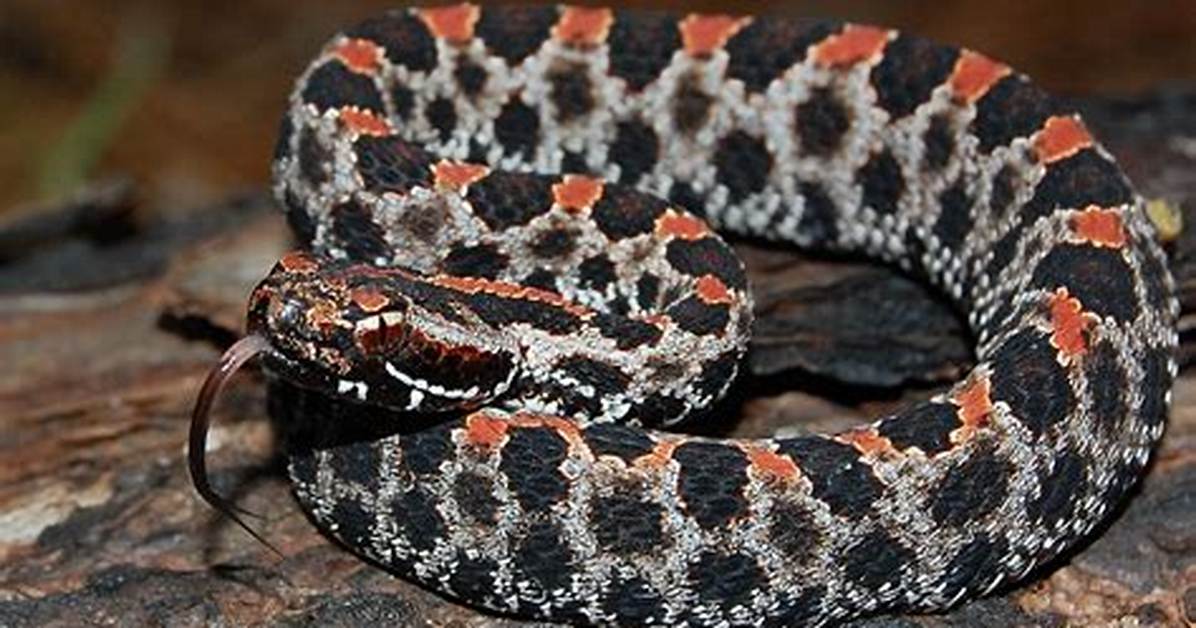 Pygmy Rattlesnake: the Fascinating World of a Small but Deadly Serpent