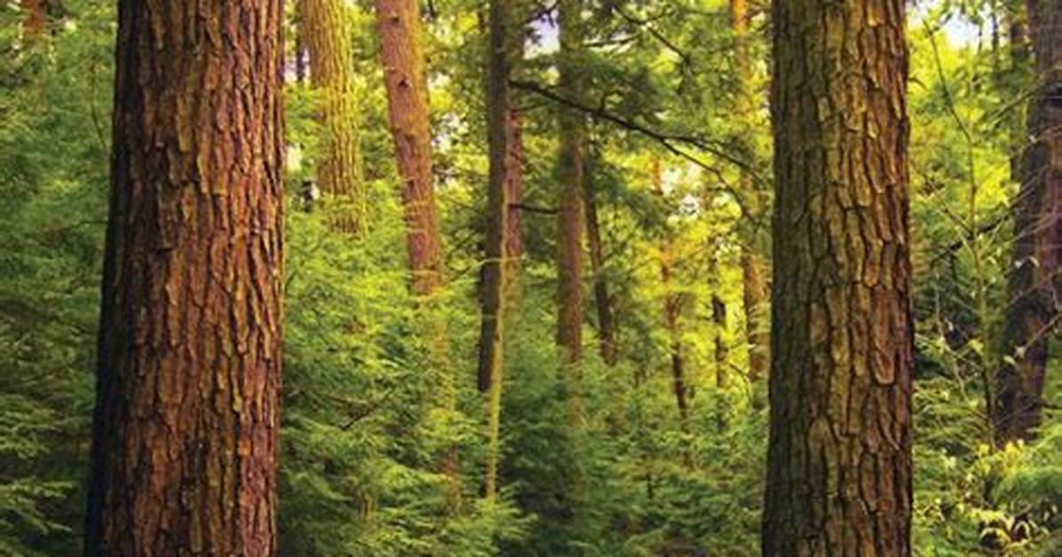 Shilo Pit: the Hidden Gem of Adventure and Nature