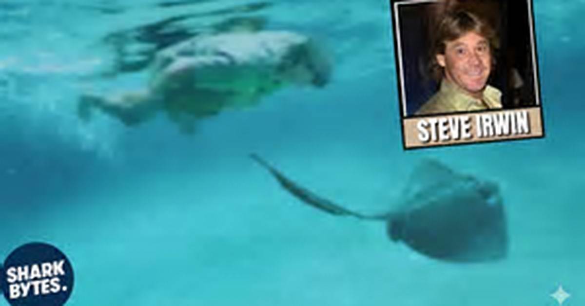 Stingray Steve Irwin: the Legacy of a Wildlife Warrior