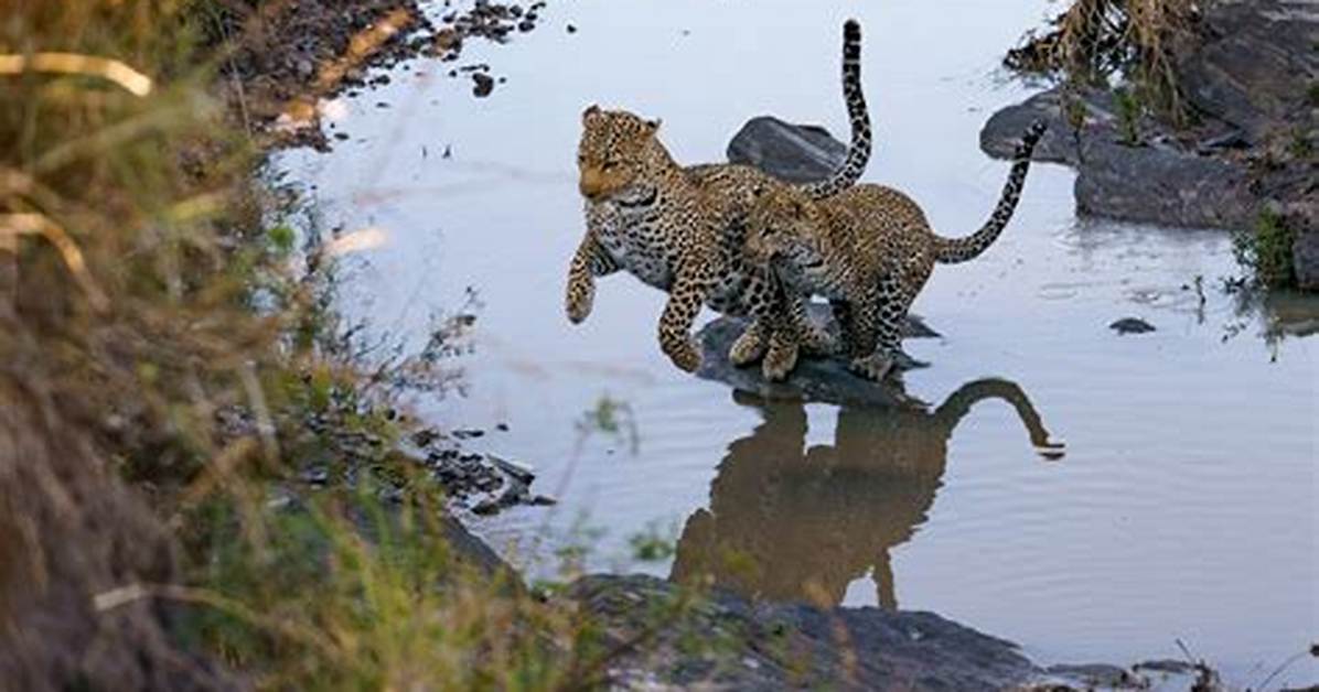 The Enigmatic World of Jack Leopards: Discovering the Legacy and Impact