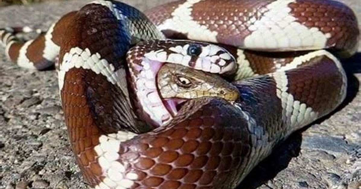 The Fascinating Encounter of a Snake That Ate a Deer