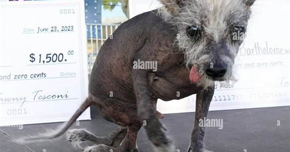 The Petaluma Ugliest Dog Contest: a Celebration of Unique Beauty