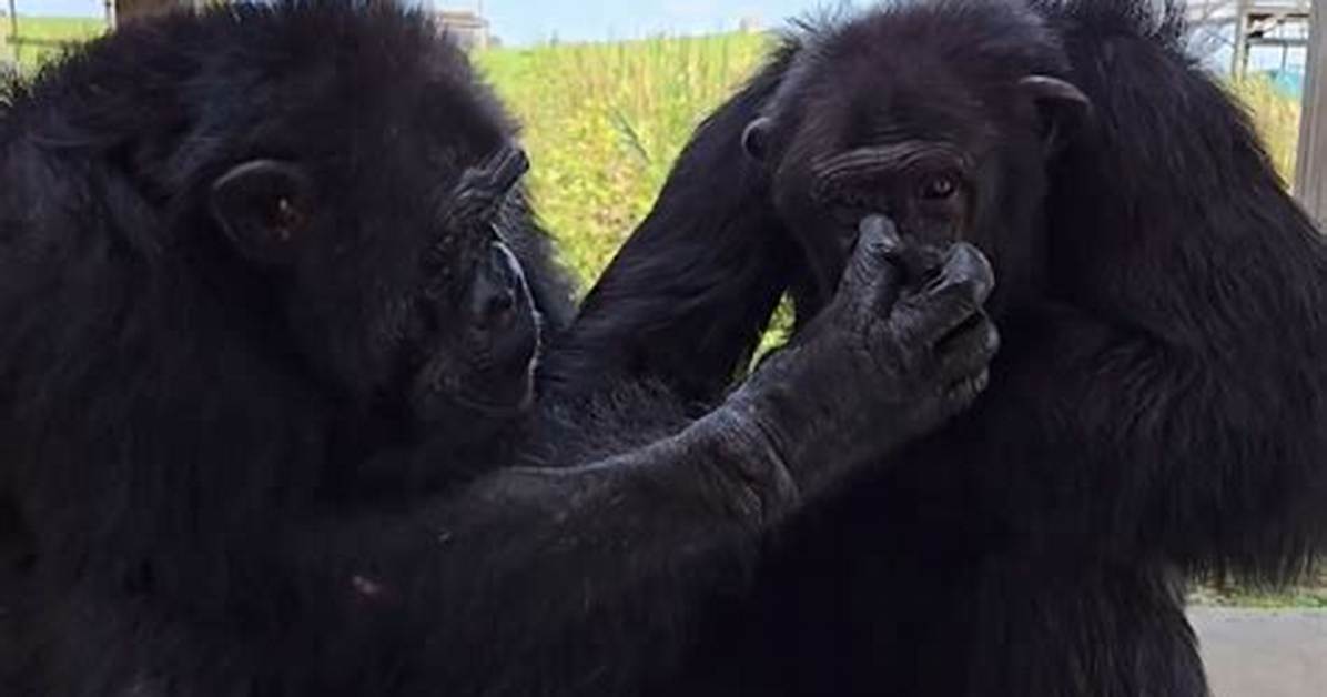 Tonka Chimp Crazy: the Unforgettable Journey of a Remarkable Primate