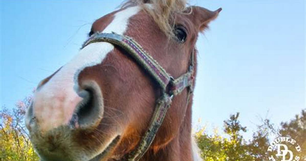 Understanding the Phenomenon of Horse Memes: a Deep Dive