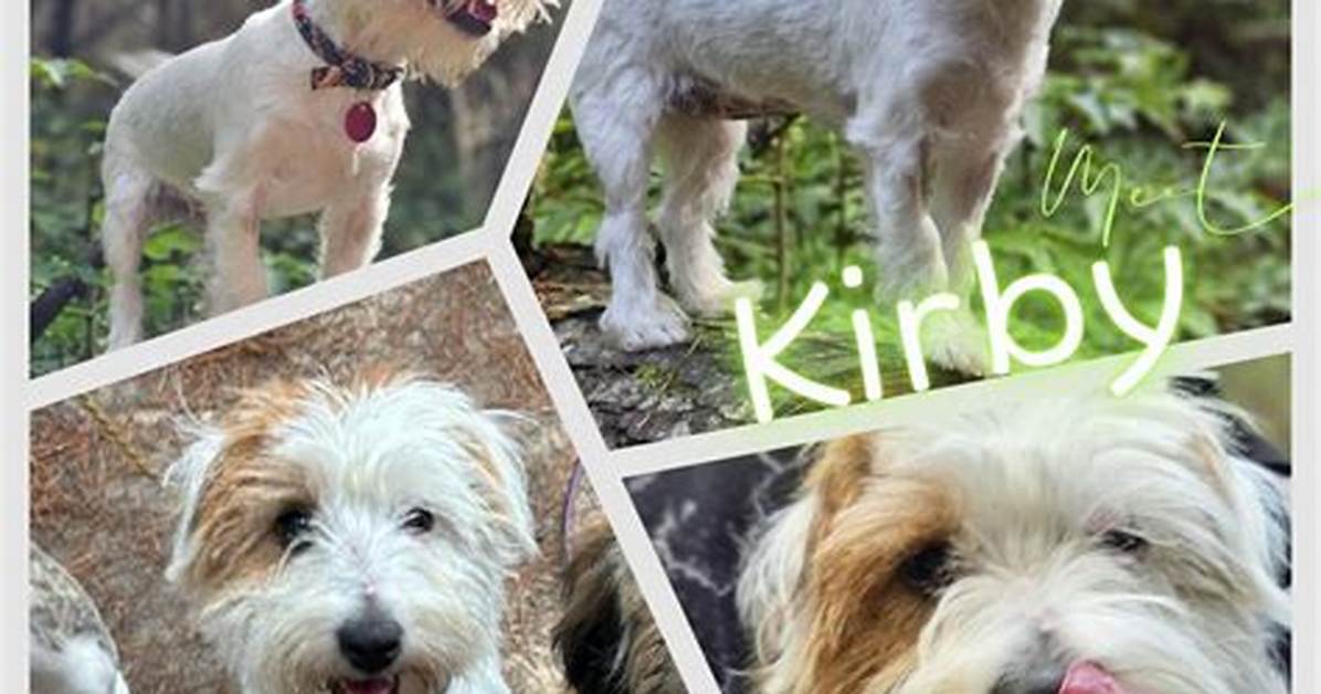 What Happened in the Ims Kirby Dog Incident: a Comprehensive Analysis