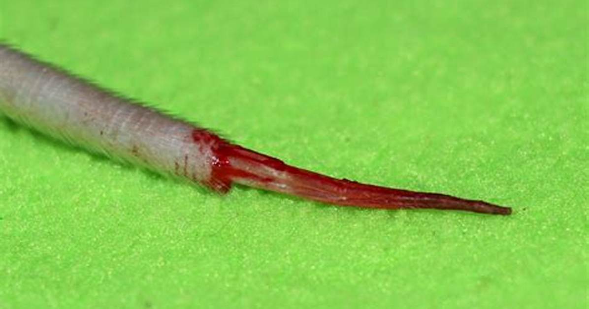What Is a Degloved Tail on a Cat?