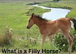 What Is a Filly Horse? Understanding the Basics and Unique Characteristics
