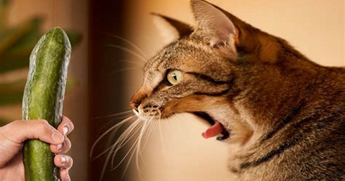 Why Are Cats Scared of Cucumbers? Understanding the Feline Fear