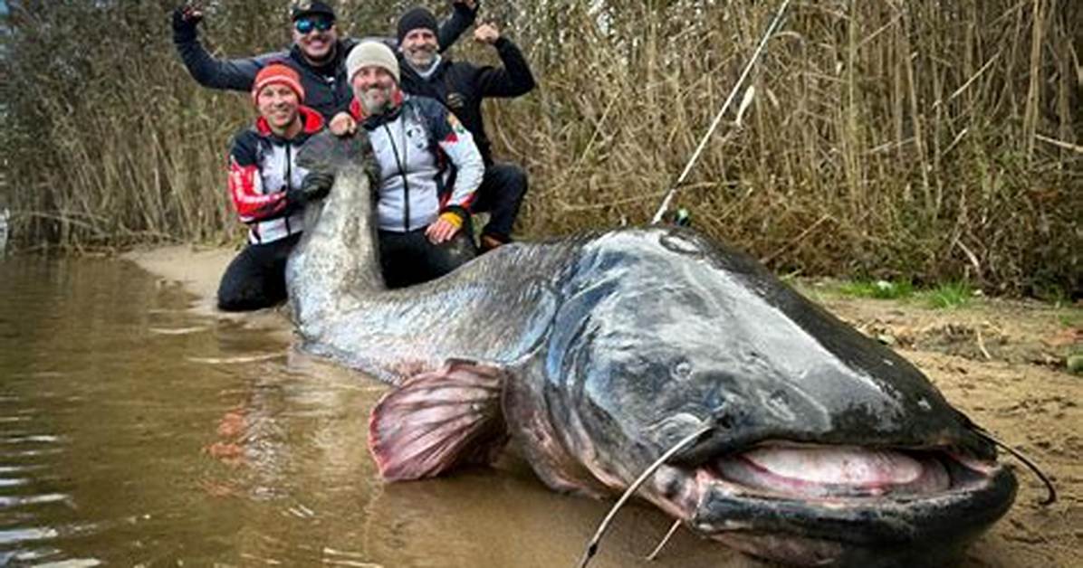 World Record Catfish: the Ultimate Guide to Giant Freshwater Fish
